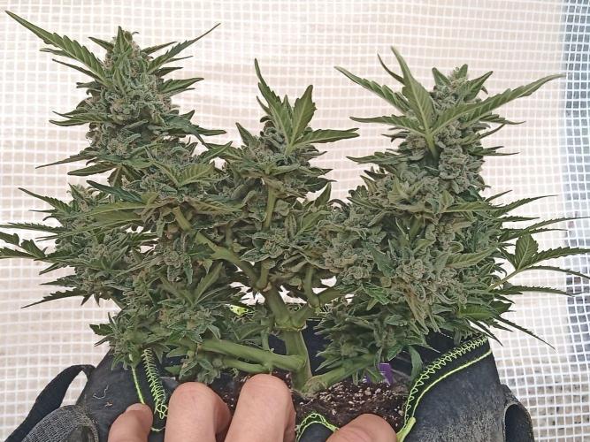 Lemon Cherry Gelato Auto and more. Week 7 - Permanent Marker 
