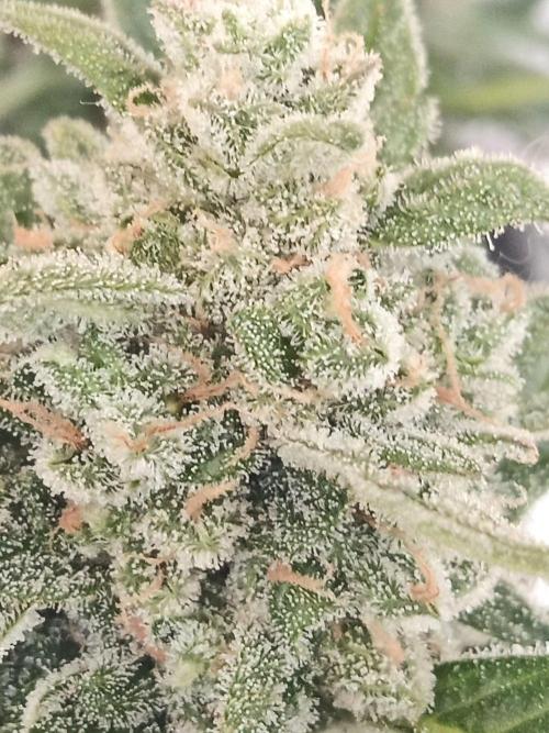 Lemon Cherry Gelato Auto and more. Week 7 - Permanent Marker 