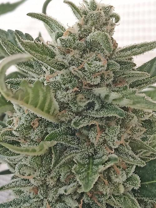 Lemon Cherry Gelato Auto and more. Week 7 - Permanent Marker 