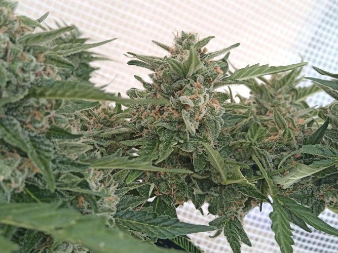 Lemon Cherry Gelato Auto and more. Week 7 - Permanent Marker 