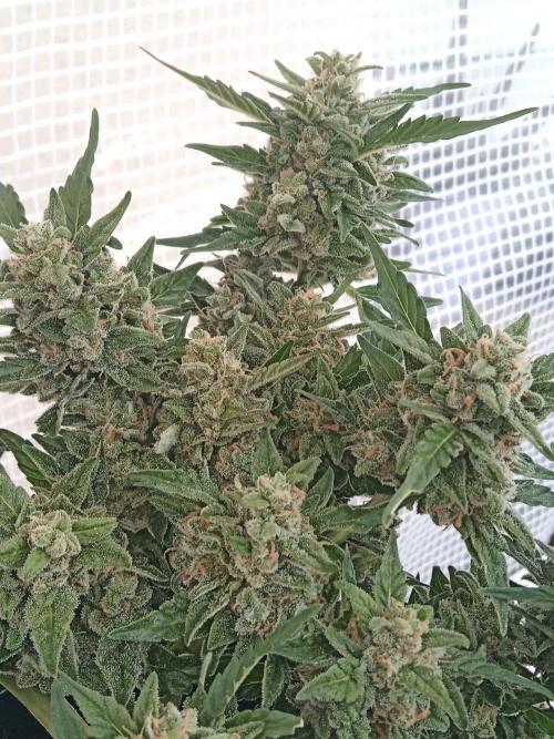 Lemon Cherry Gelato Auto and more. Week 7 - Permanent Marker 