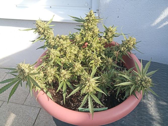 Lemon Cherry Gelato Auto and more. Week 7 - Tropical Mintz OG F1 