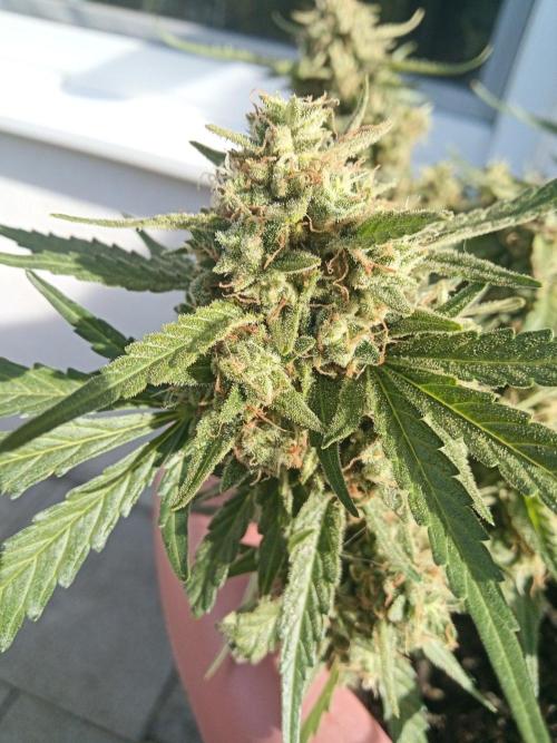 Lemon Cherry Gelato Auto and more. Week 7 - Tropical Mintz OG F1 