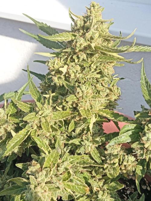 Lemon Cherry Gelato Auto and more. Week 7 - Tropical Mintz OG F1 