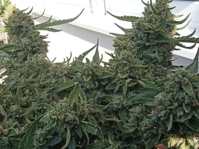 Lemon Cherry Gelato Auto and more. Week 7 - Tropical Mintz OG F1 
