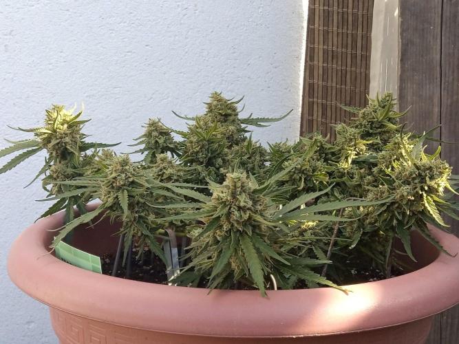 Lemon Cherry Gelato Auto and more. Week 7 - Tropical Mintz OG F1 