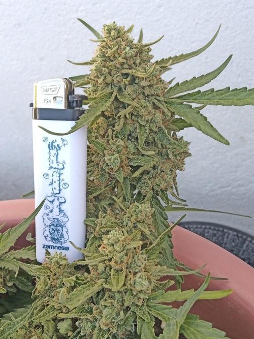 Lemon Cherry Gelato Auto and more. Week 7 - Tropical Mintz OG F1 