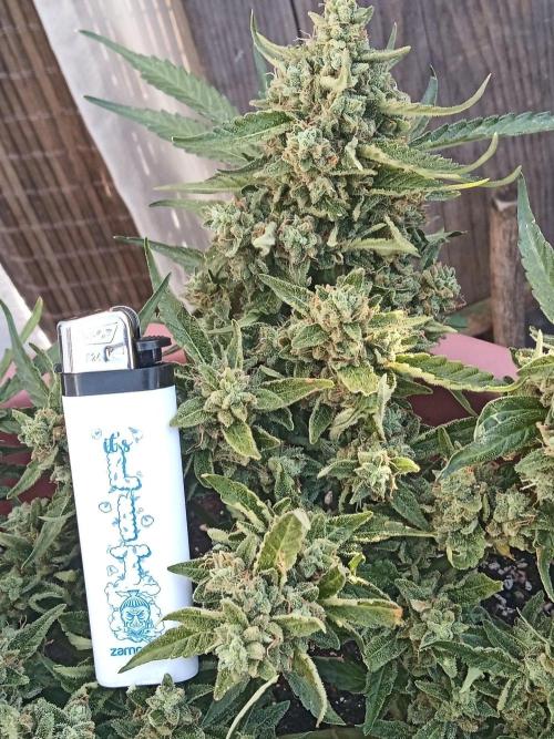 Lemon Cherry Gelato Auto and more. Week 7 - Tropical Mintz OG F1 