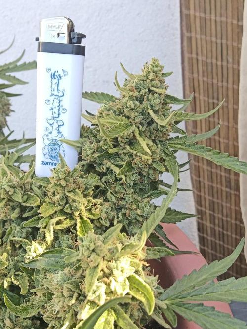 Lemon Cherry Gelato Auto and more. Week 7 - Tropical Mintz OG F1 