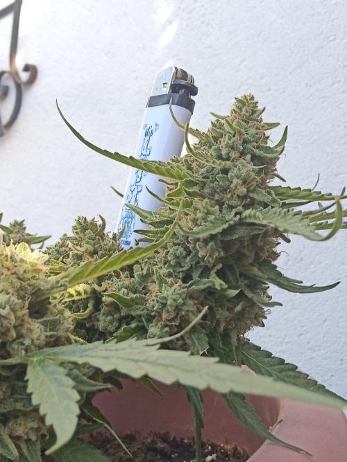 Lemon Cherry Gelato Auto and more. Week 7 - Tropical Mintz OG F1 