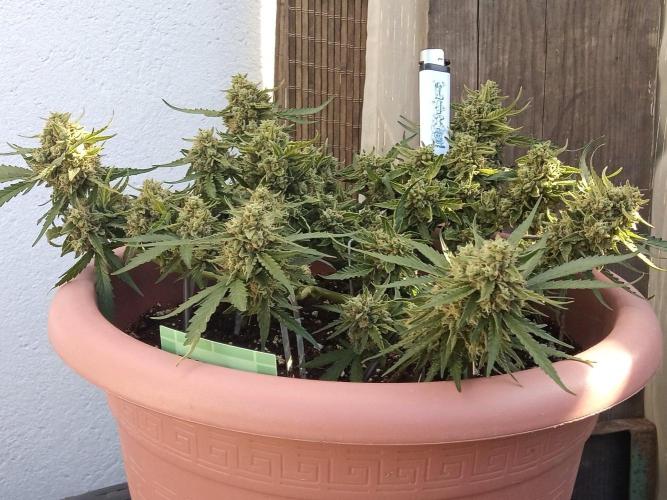 Lemon Cherry Gelato Auto and more. Week 7 - Tropical Mintz OG F1 