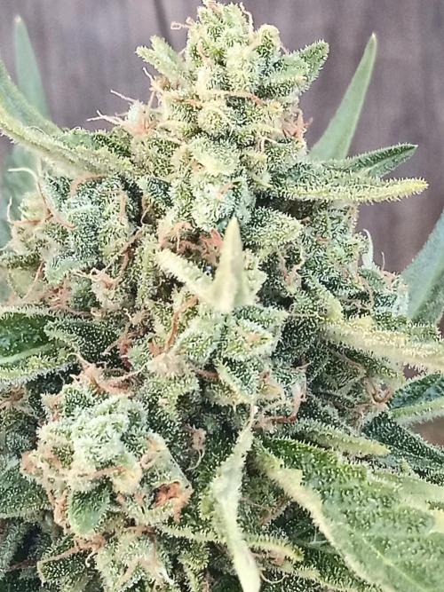 Lemon Cherry Gelato Auto and more. Week 7 - Tropical Mintz OG F1 