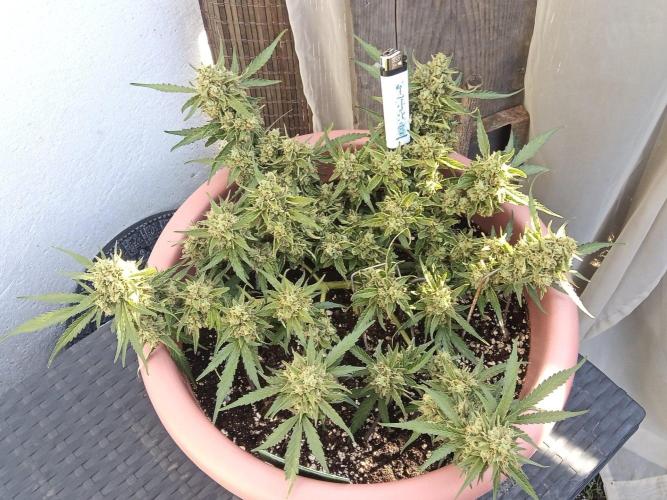 Lemon Cherry Gelato Auto and more. Week 7 - Tropical Mintz OG F1 