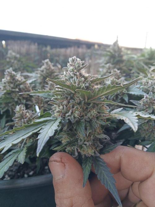Lemon Cherry Gelato Auto and more. Week 7 - Tropical Mintz OG F1 