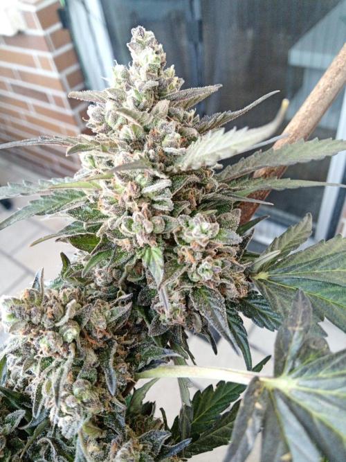 Lemon Cherry Gelato Auto and more. Week 7 - Tropical Mintz OG F1 