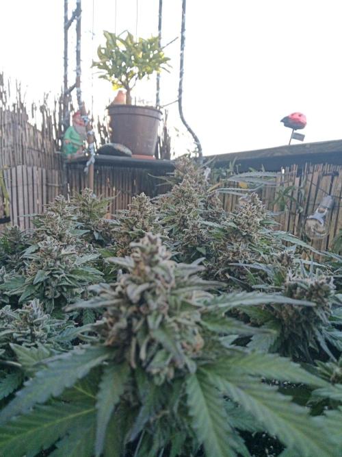 Lemon Cherry Gelato Auto and more. Week 7 - Tropical Mintz OG F1 