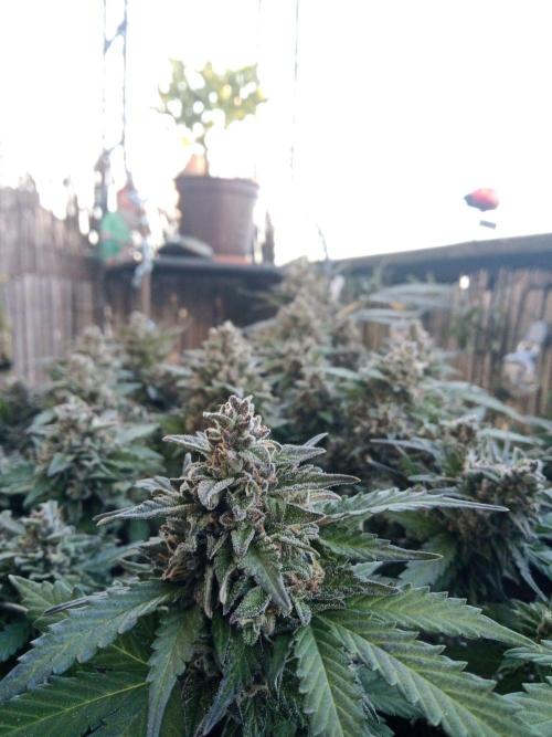Lemon Cherry Gelato Auto and more. Week 7 - Tropical Mintz OG F1 