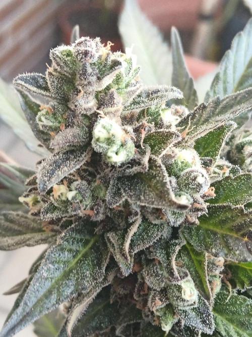 Lemon Cherry Gelato Auto and more. Week 7 - Tropical Mintz OG F1 