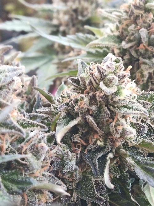 Lemon Cherry Gelato Auto and more. Week 7 - Tropical Mintz OG F1 