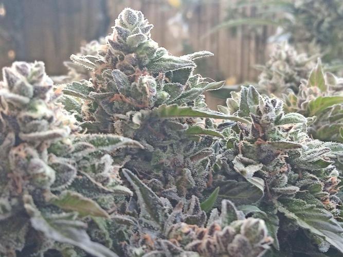 Lemon Cherry Gelato Auto and more. Week 7 - Tropical Mintz OG F1 