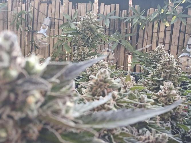 Lemon Cherry Gelato Auto and more. Week 7 - Tropical Mintz OG F1 
