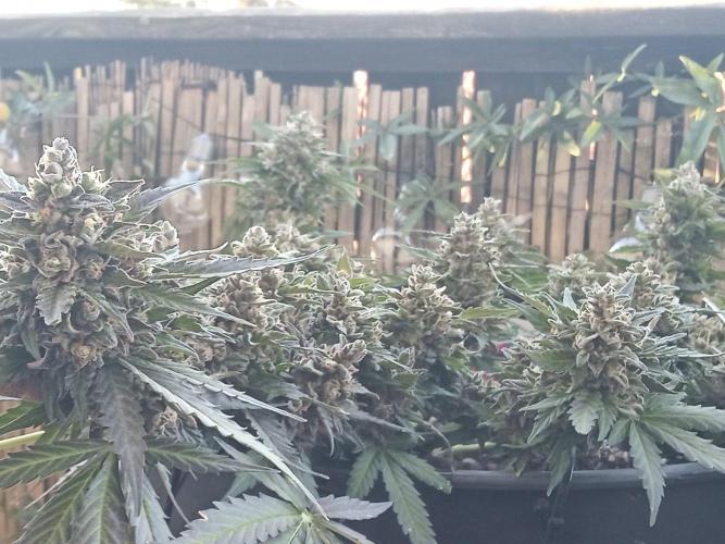 Lemon Cherry Gelato Auto and more. Week 7 - Tropical Mintz OG F1 