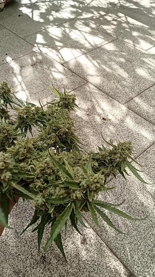Lemon Cherry Gelato Auto and more