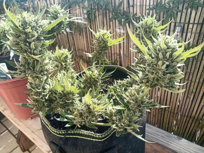 Lemon Cherry Gelato Auto and more. Week 7 - Expert Cheese 