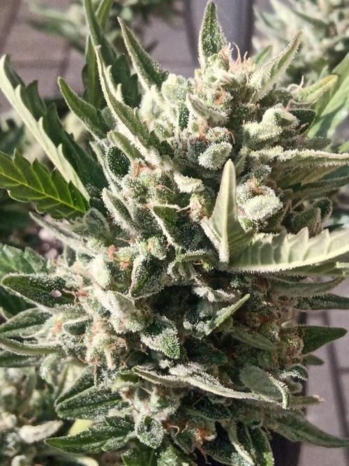 Lemon Cherry Gelato Auto and more. Week 7 - Expert Cheese 