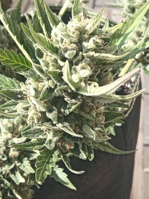 Lemon Cherry Gelato Auto and more. Week 7 - Expert Cheese 