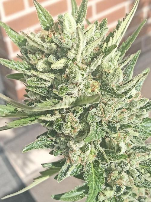 Lemon Cherry Gelato Auto and more. Week 7 - Expert Cheese 