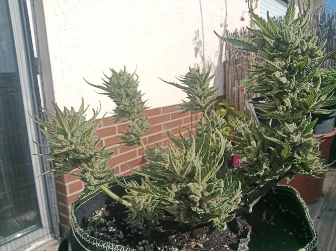 Lemon Cherry Gelato Auto and more. Week 7 - Expert Cheese 