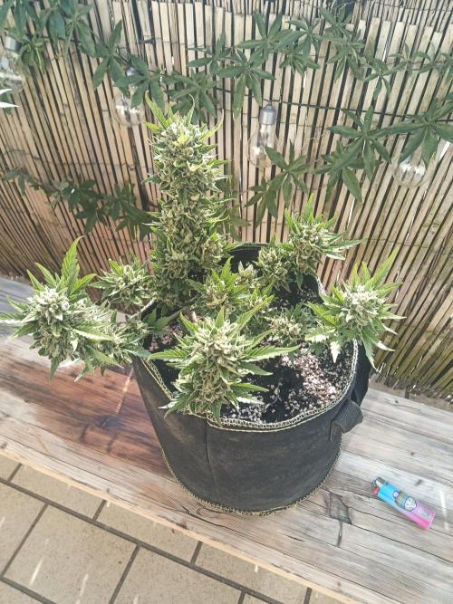 Lemon Cherry Gelato Auto and more. Week 7 - Expert Cheese 