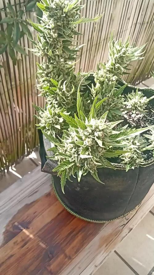 Lemon Cherry Gelato Auto and more