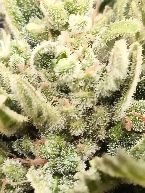 Lemon Cherry Gelato Auto and more. Week 7 - Expert Cheese 