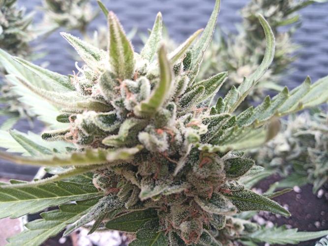Lemon Cherry Gelato Auto and more. Week 7 - Expert Cheese 