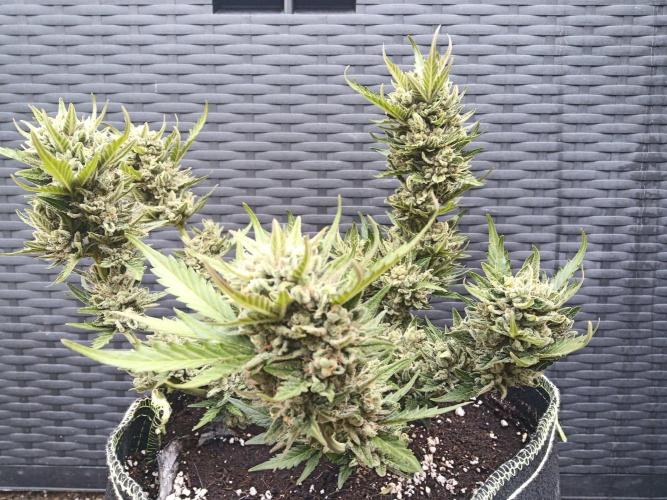 Lemon Cherry Gelato Auto and more. Week 7 - Expert Cheese 