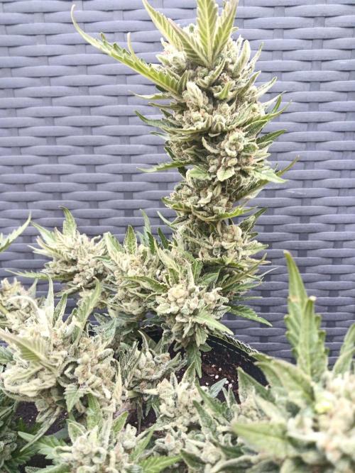 Lemon Cherry Gelato Auto and more. Week 7 - Expert Cheese 