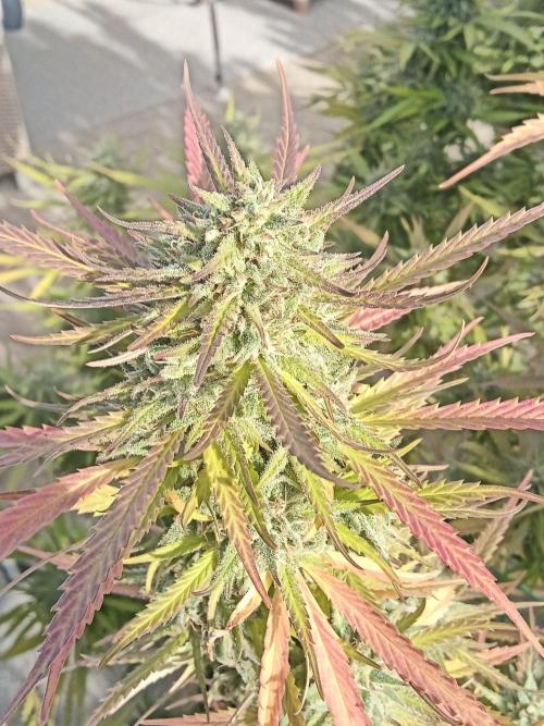 LA Kush Cake. Week 7