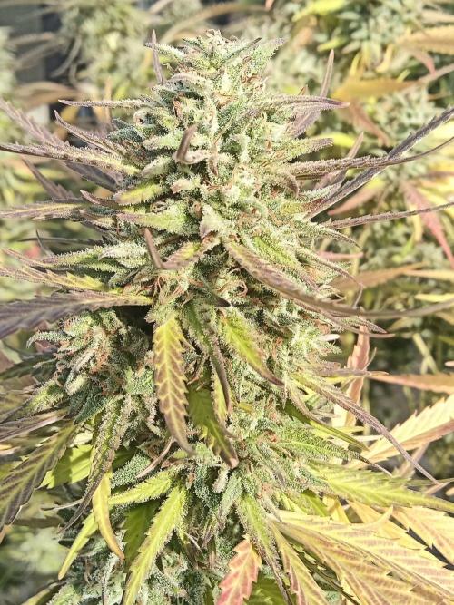 LA Kush Cake. Week 7