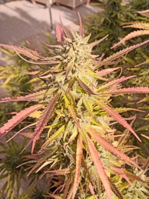 LA Kush Cake. Week 7