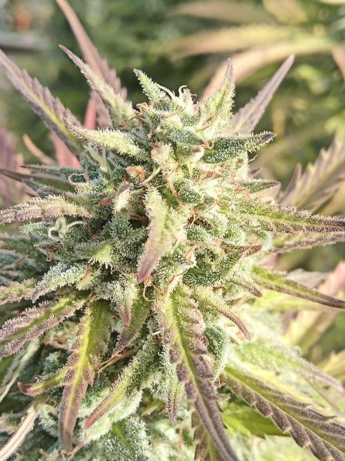 LA Kush Cake. Week 7