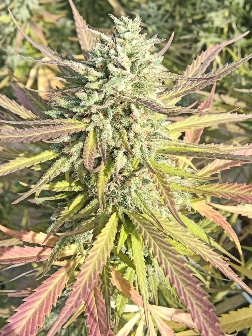 LA Kush Cake. Week 7