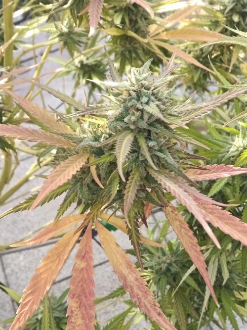 LA Kush Cake. Week 7