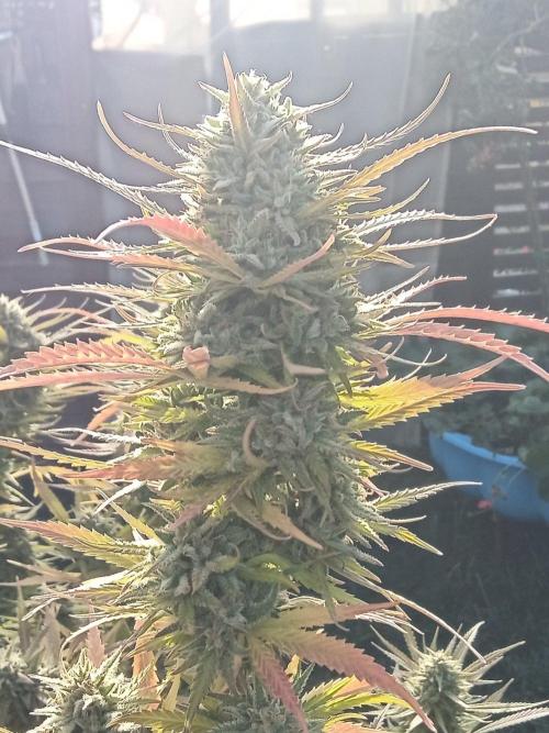 LA Kush Cake. Week 7