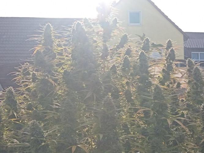LA Kush Cake. Week 7
