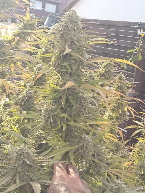 LA Kush Cake. Week 7