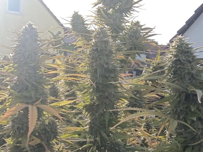 LA Kush Cake. Week 7