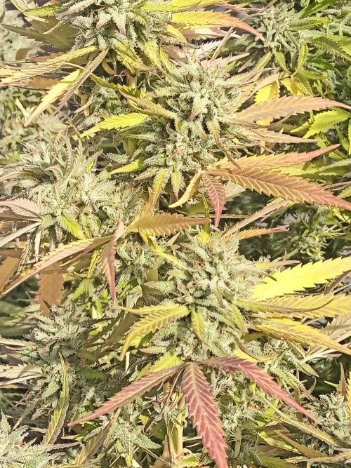LA Kush Cake. Week 7