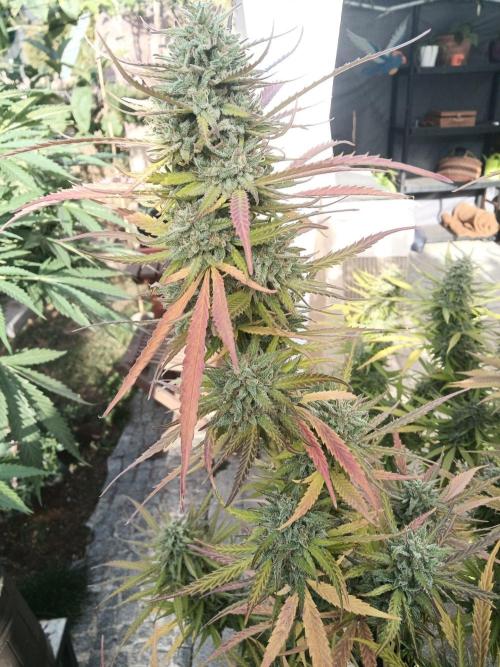 LA Kush Cake. Week 7